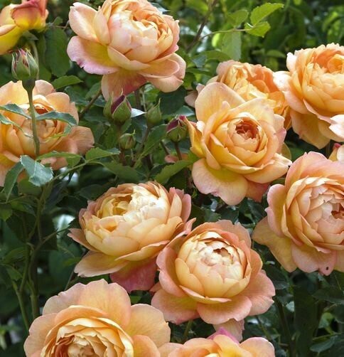 Lady of Shalott Rose Live Plant