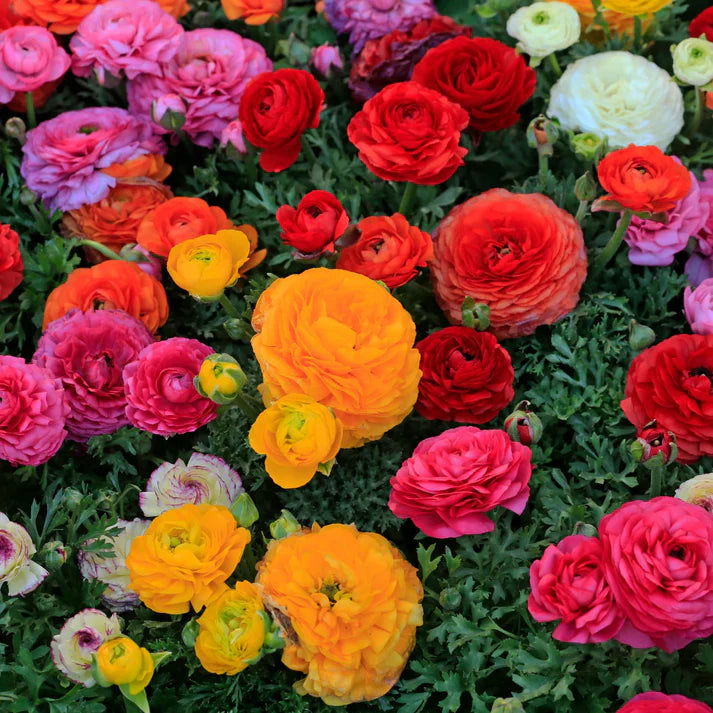 Italian Premium Flower Seeds + FREE Plant Growth Supplement