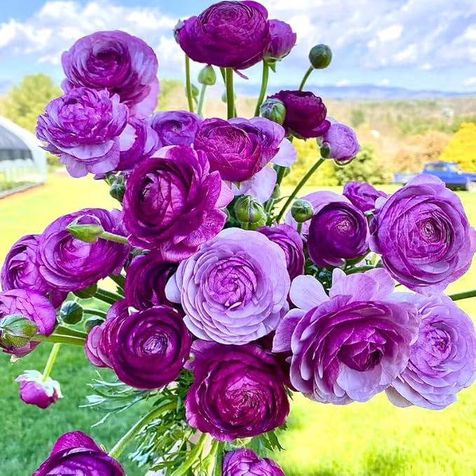 Multicolor Ranunculus Seeds