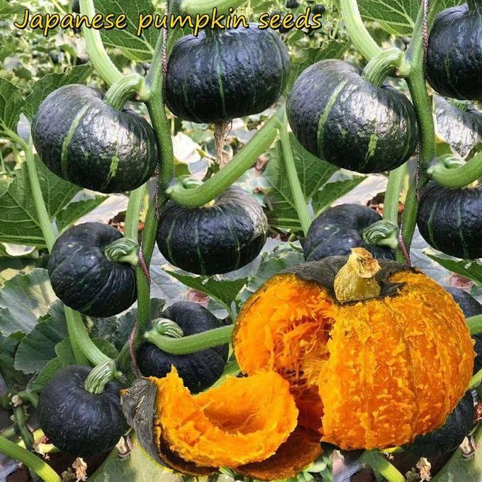 Organic Green Pumpkin seeds