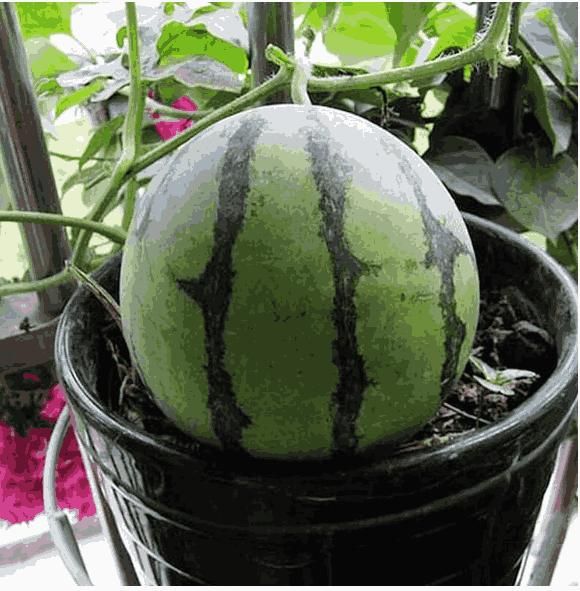 Potted Watermelon Seeds 🍉