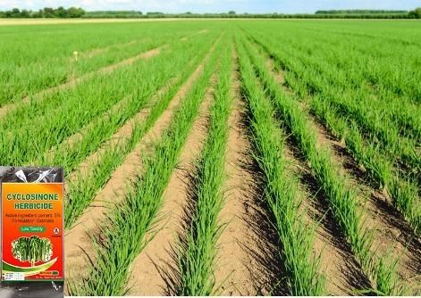 Cyclosinone Herbicide Granules