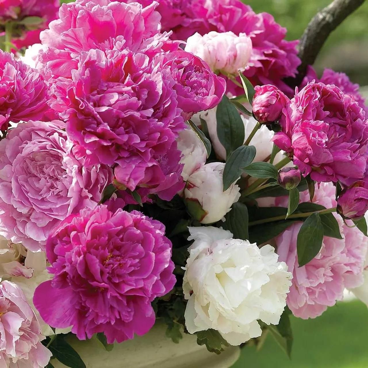 Peony Flower (BUY 10 GET 10 FREE)
