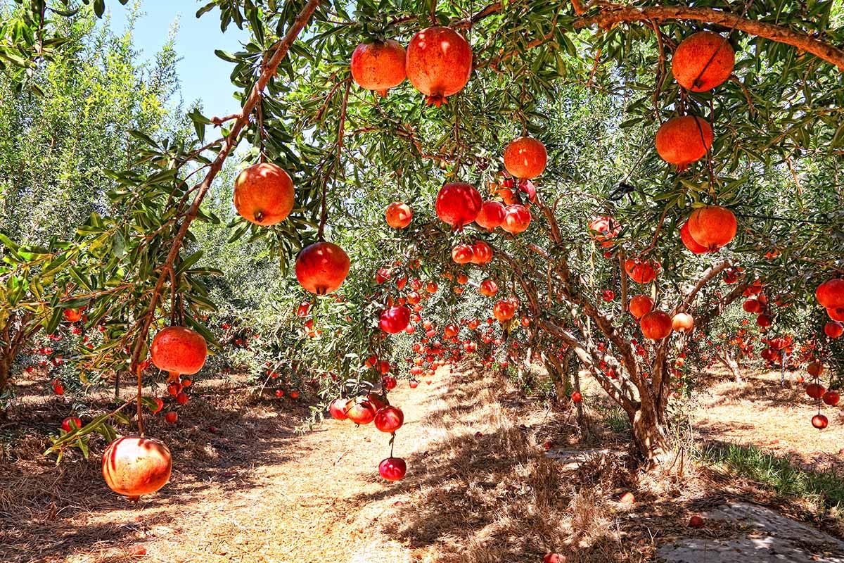 Imported Pomegranate Seeds (Buy 1 Get 1 Free)