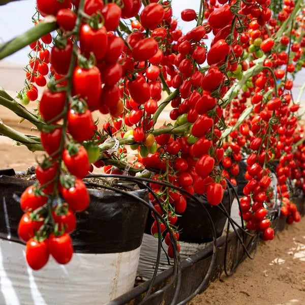 Waterfalls Cherry Tomato Seeds