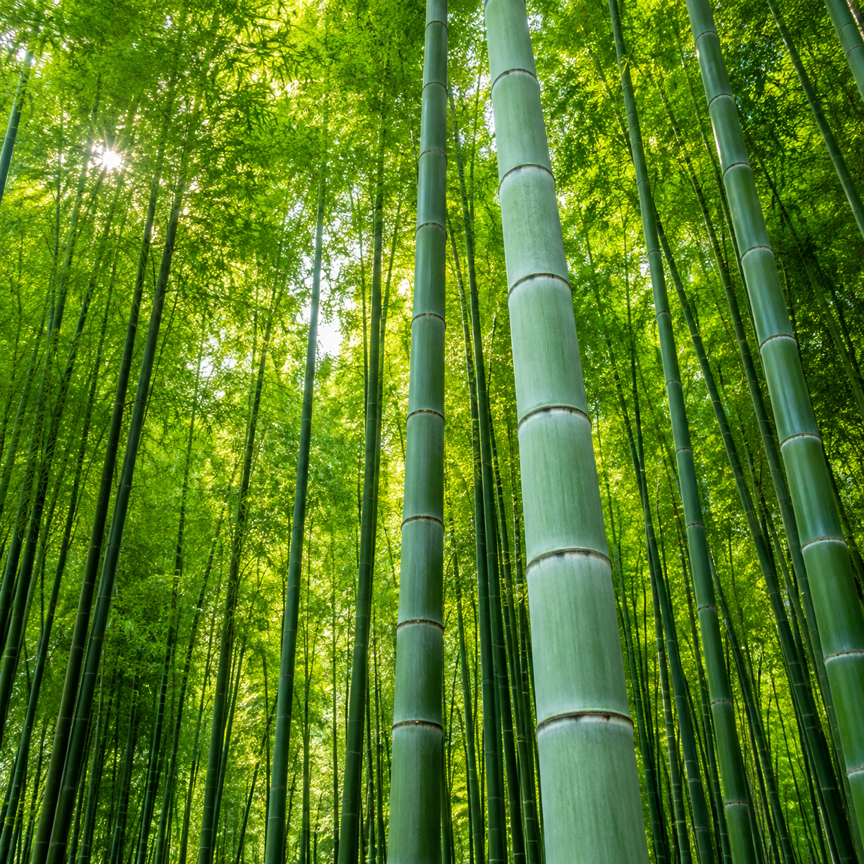 Moso Bamboo Seeds