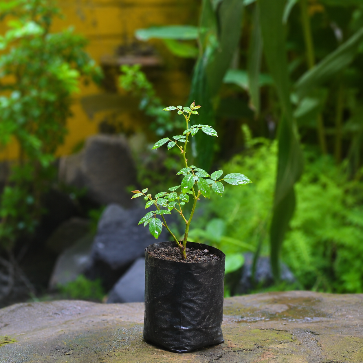 Black Rose Live Plant