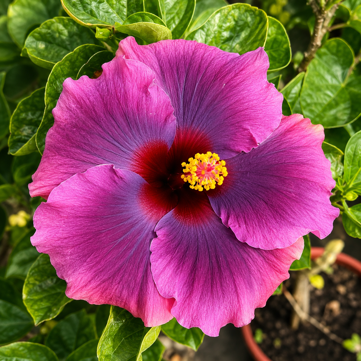Moorea Fairy Gift Hibiscus Plant