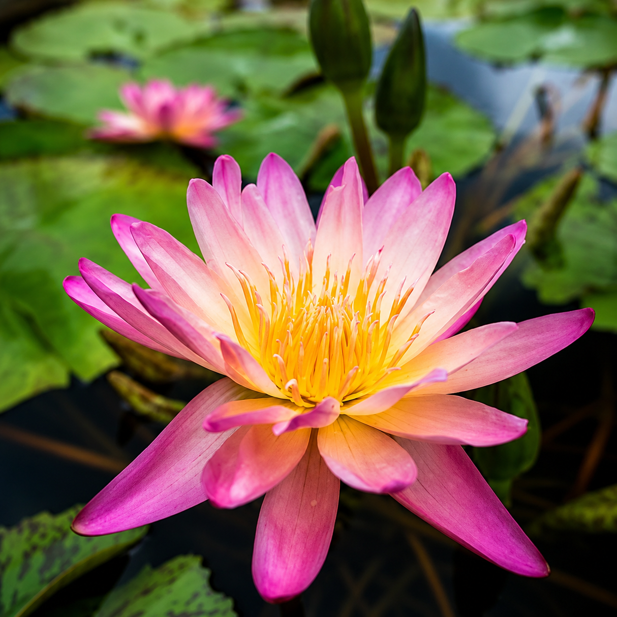 Topical Sunset Waterlily