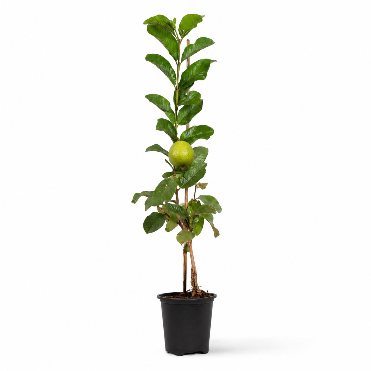 Guava-Lucknow-49(Air Layered Plant)