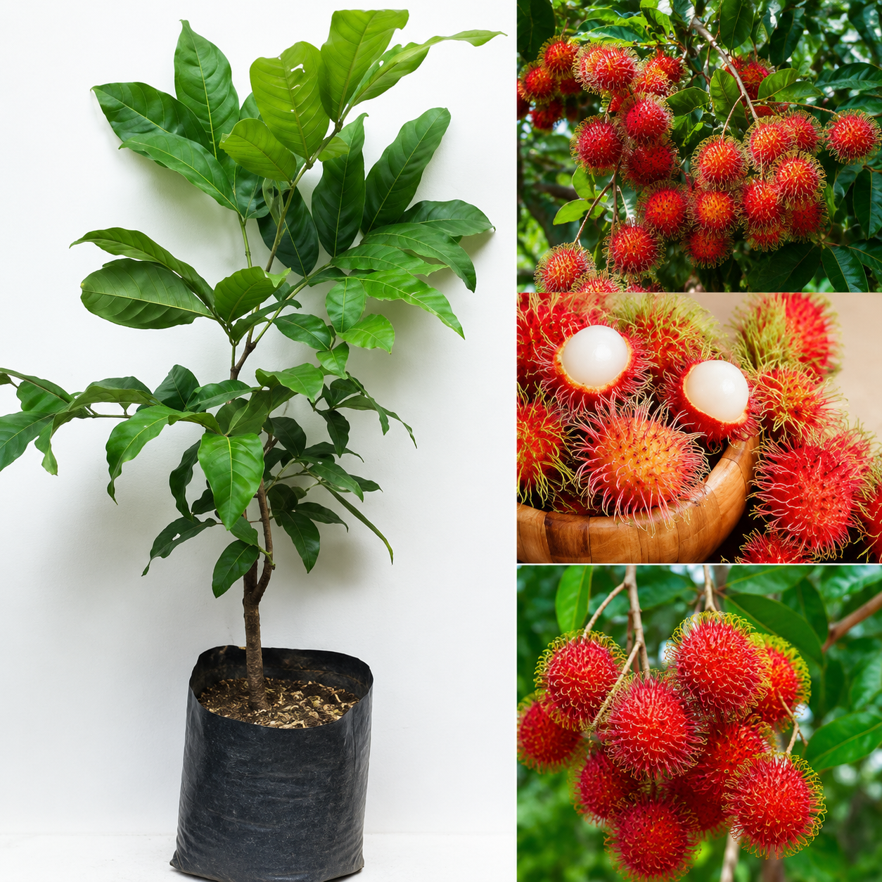 Rambutan Fruit Plant