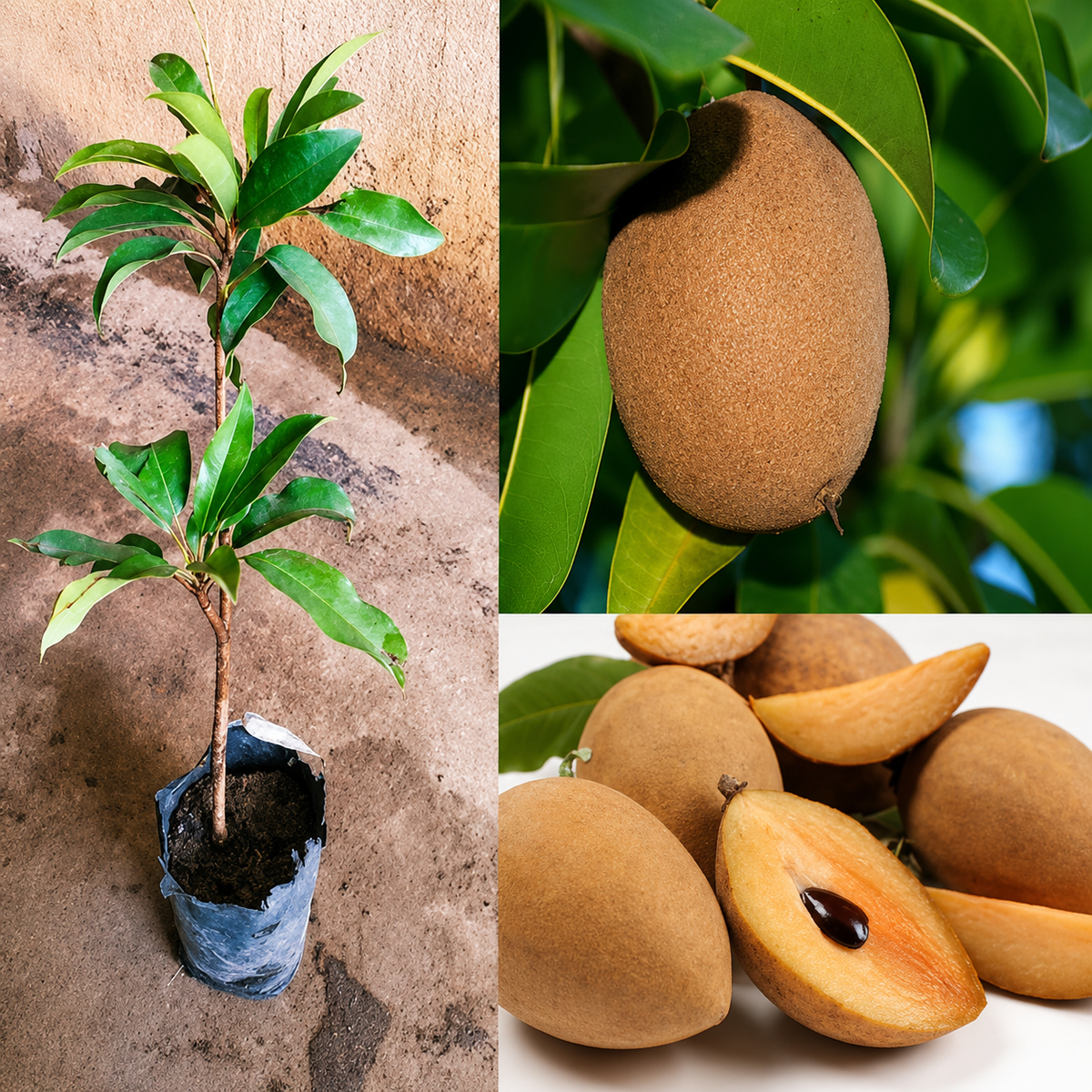 Thai Kalapatti Chiku Grafted Plant