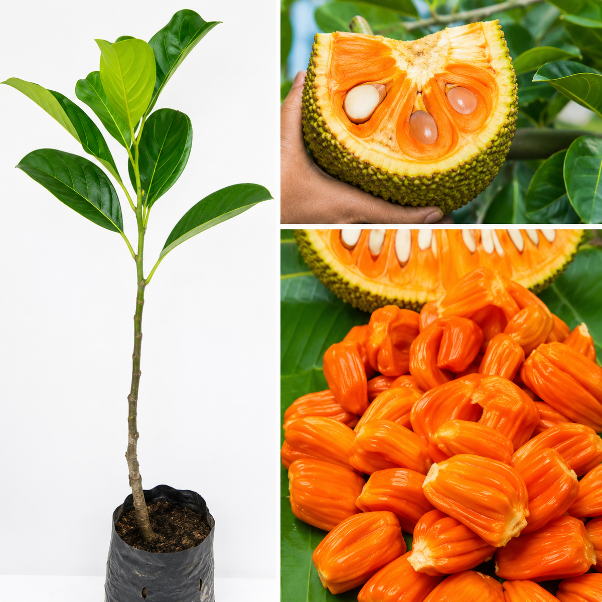 Thai Sweet JackFruit Grafted Plant (All Time Fruit)