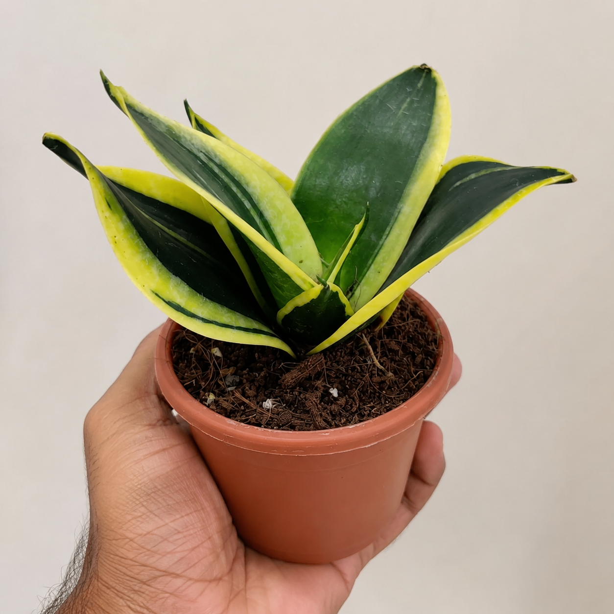 Sansevieria Jade Marginata