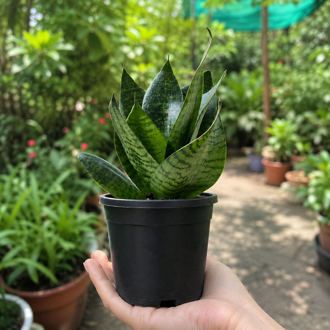 Sanseveria Hanii Dwarf (SNAKE PLANT)