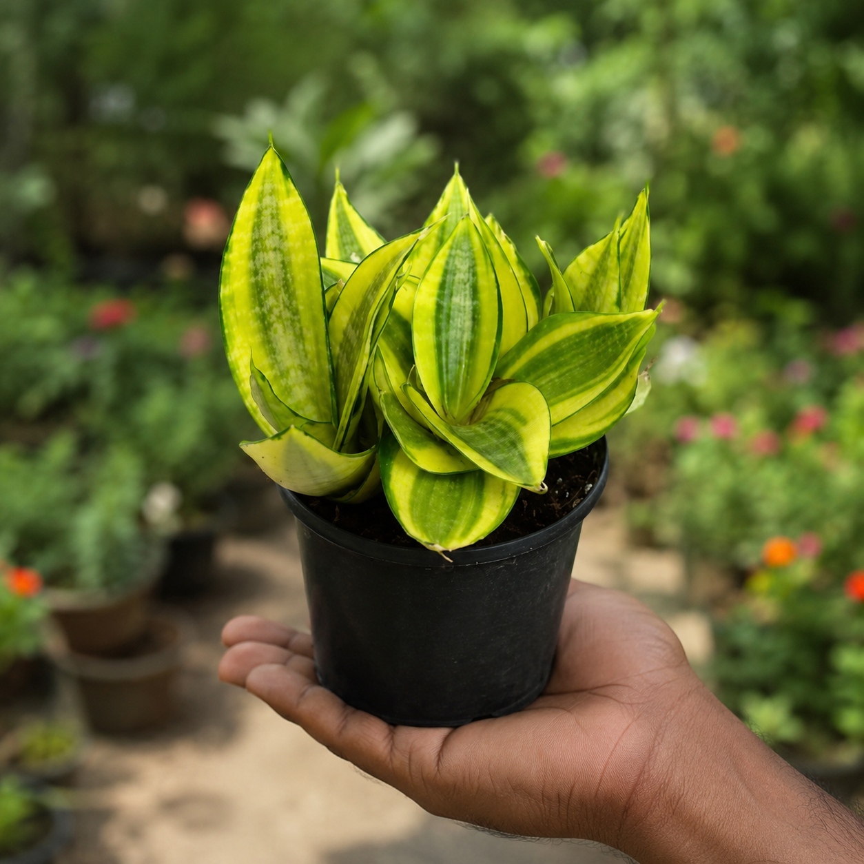 Sansevieria Trifasciata 'Golden Hahnii'(Snake Plant)