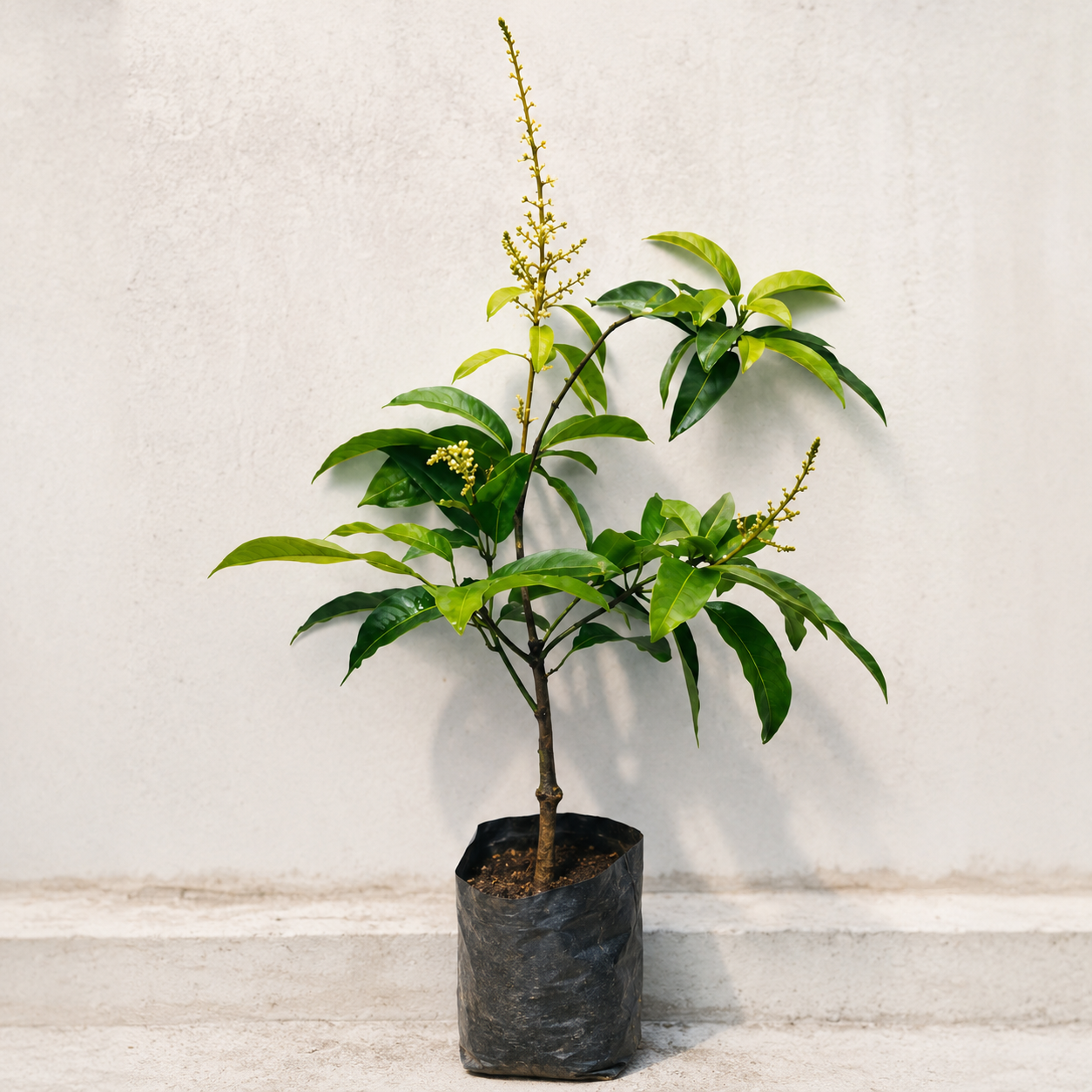 Thai All Time Mango Grafted Plant ( Baramasi Mango )