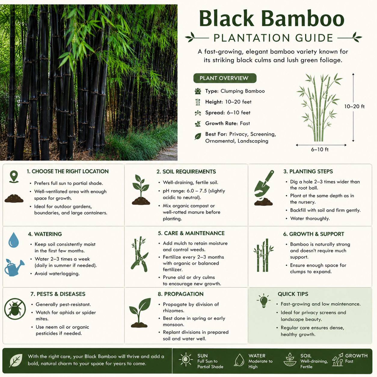 Black Bamboo Seeds