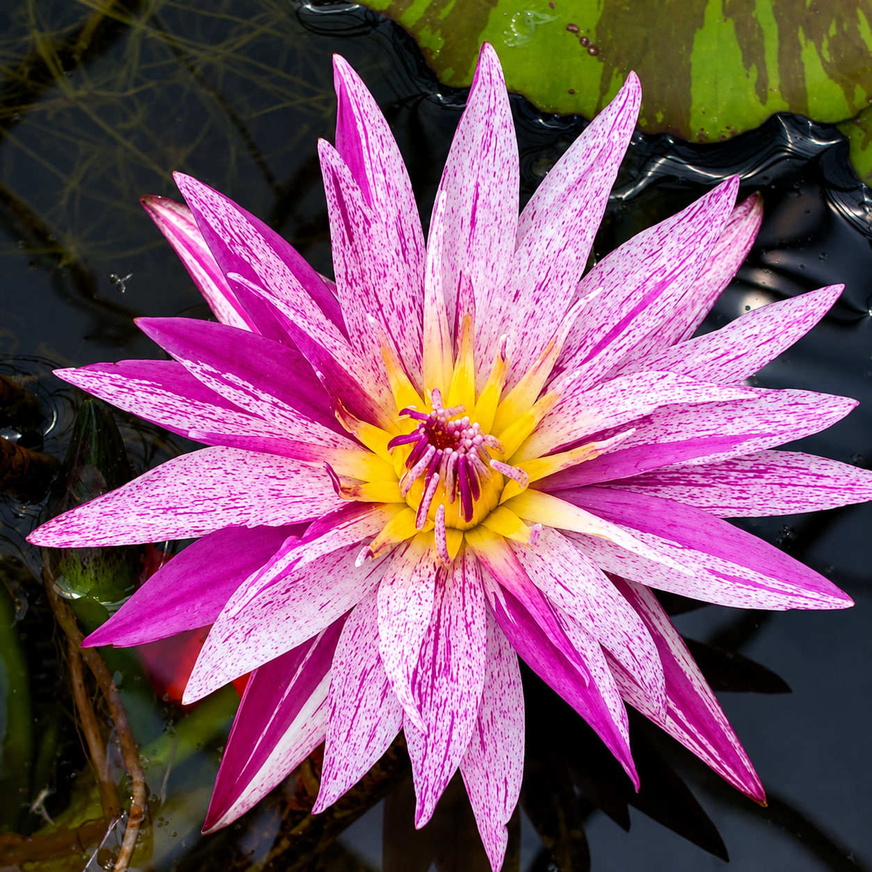 Assorted Tropical Waterlily