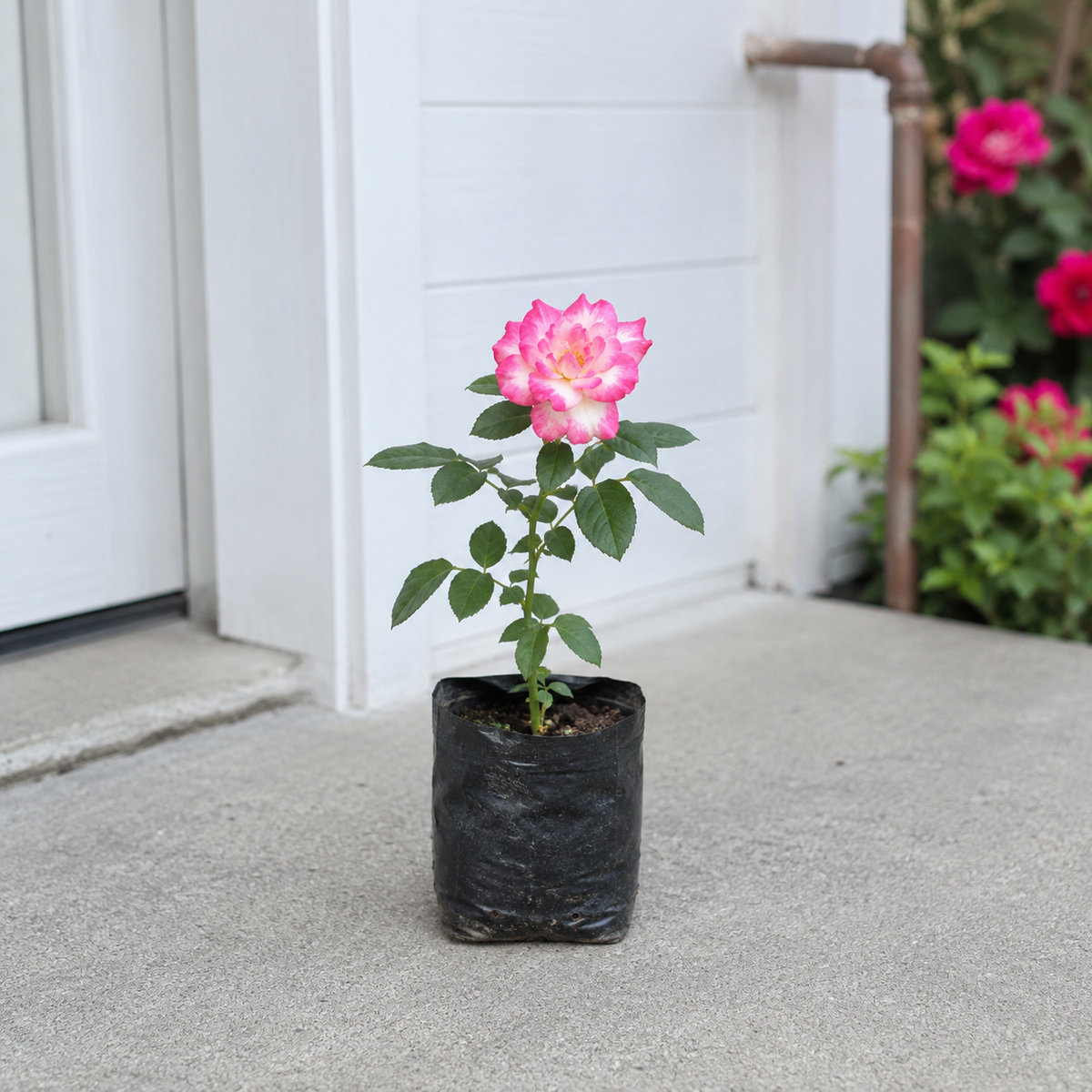 Princess Of Monaco Rose Plant