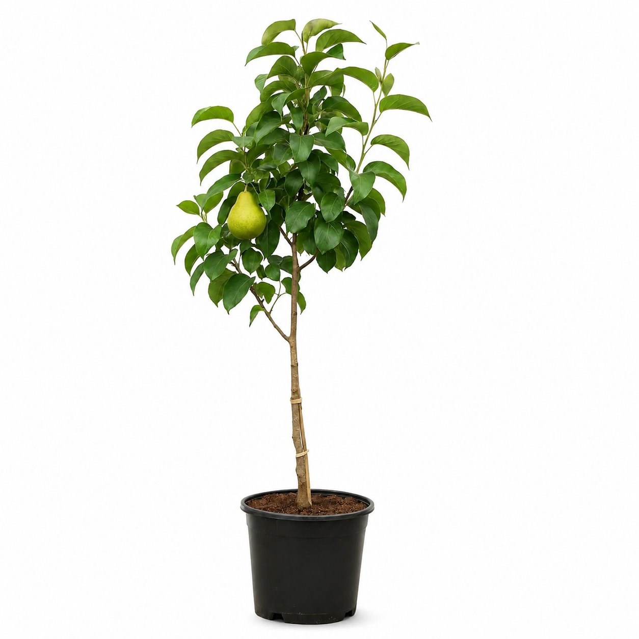 Babugosha/Indian Pear Plant
