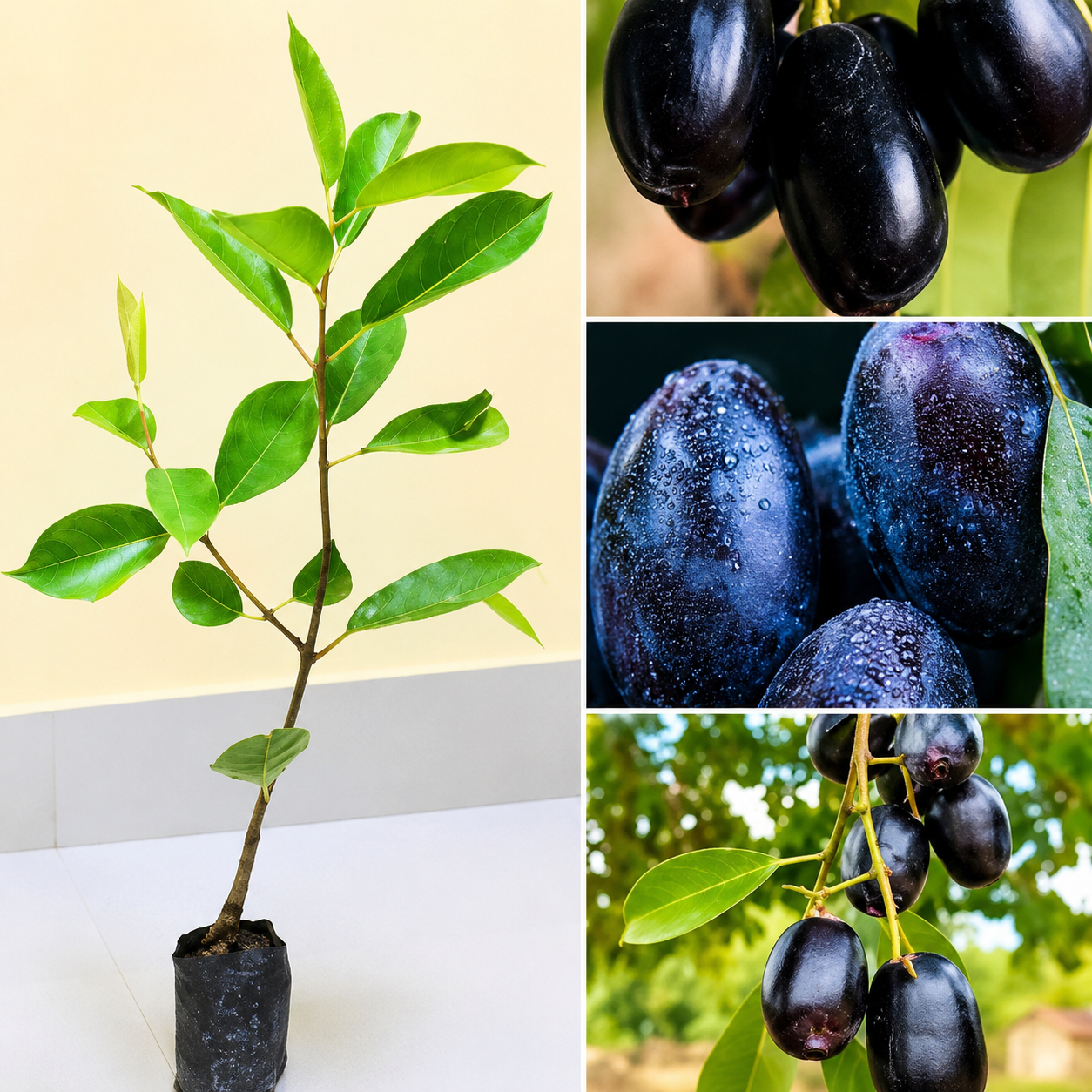 Thai King Jamun (KG-10) Plant