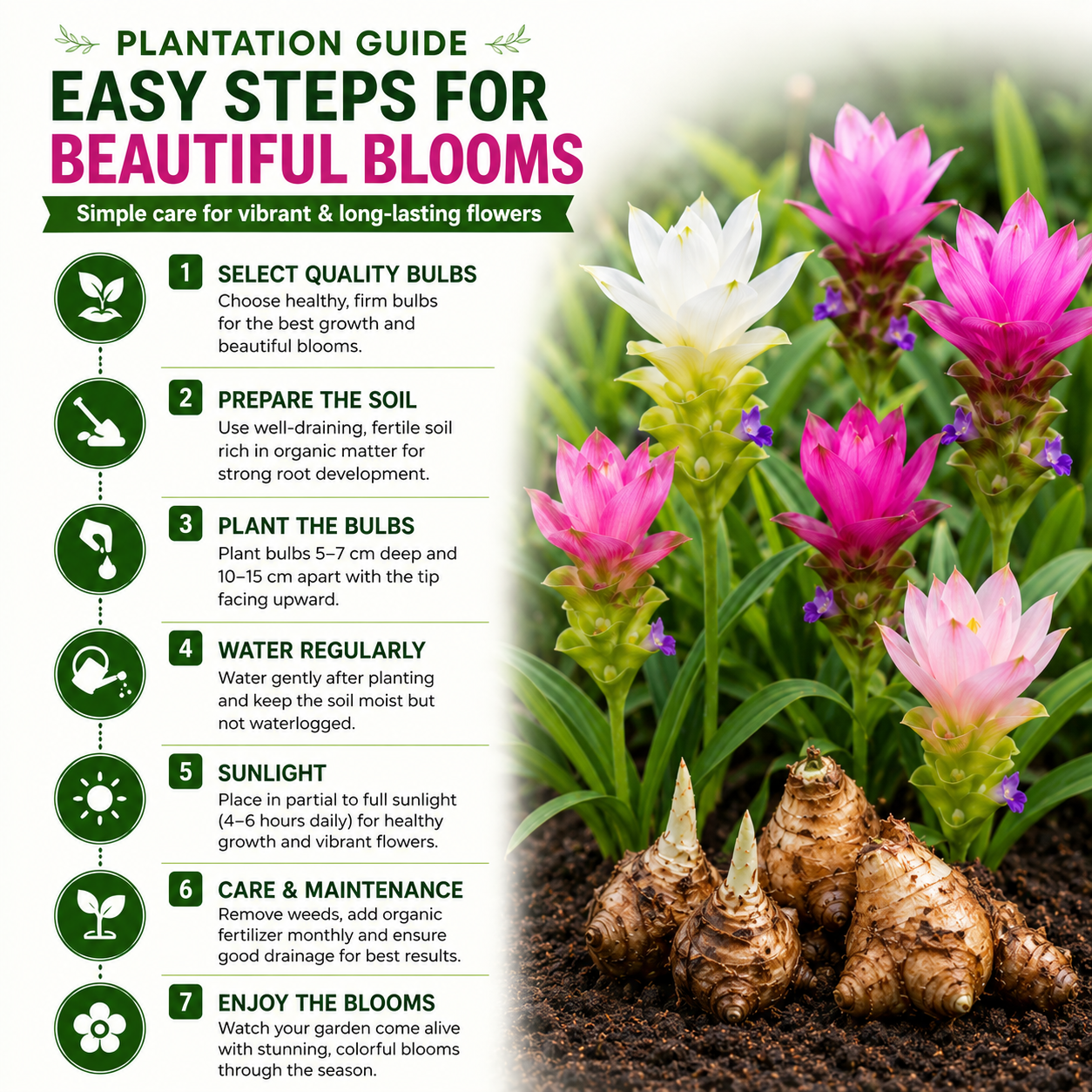 Curcuma Lily Bulb (Mix Colour )