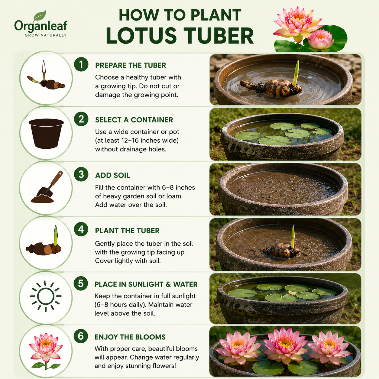Qinhuai Crown Lotus Tuber