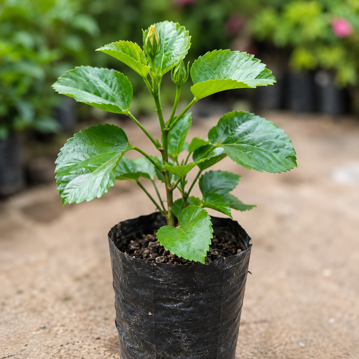Taiwan Yellow Double Petal Live Plant