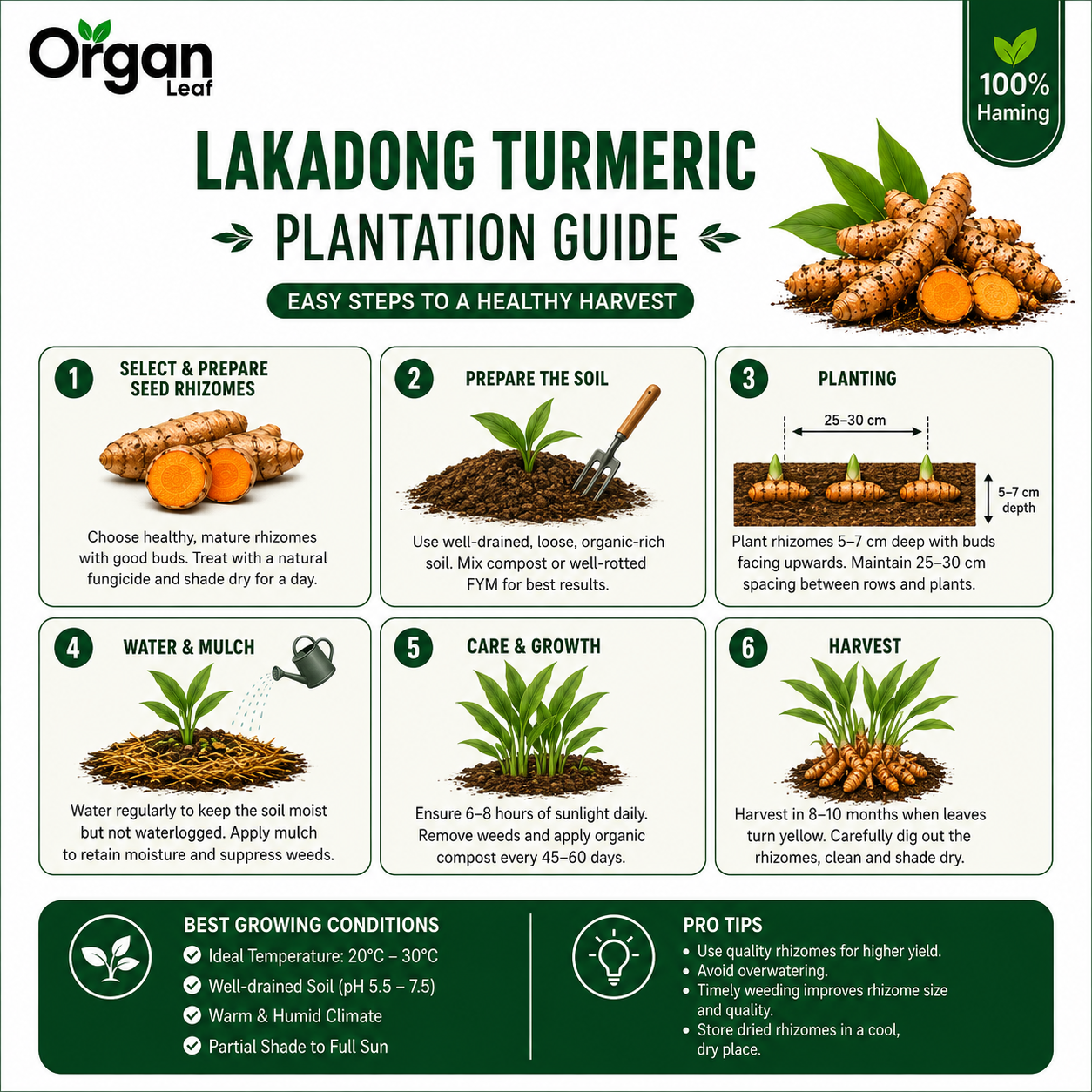 Lakadong Turmeric Bulbs