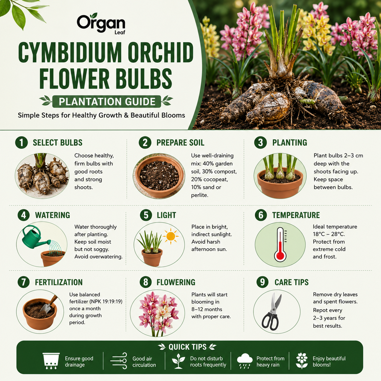 Cymbidium Orchid Flower Bulbs