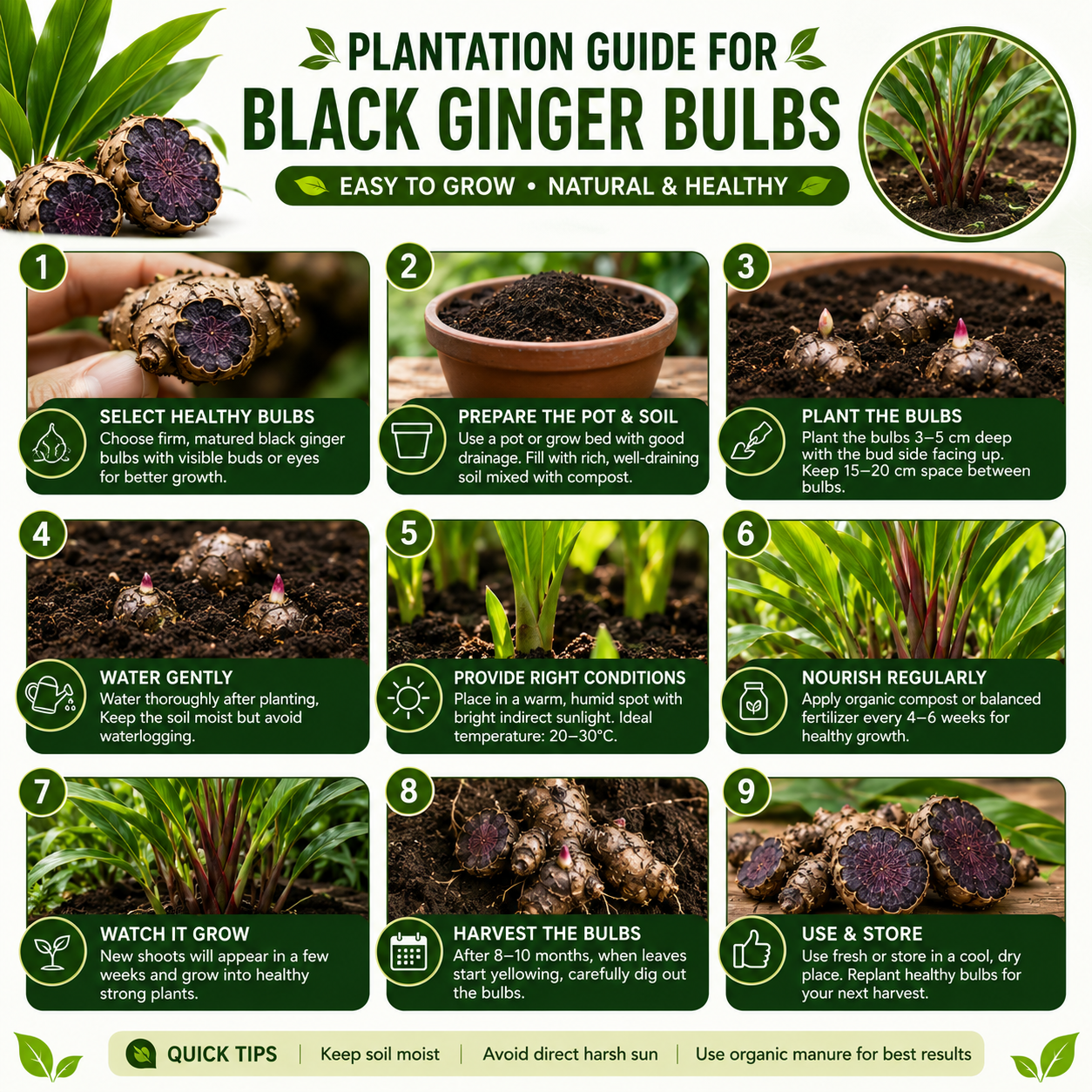 Black Ginger Bulbs