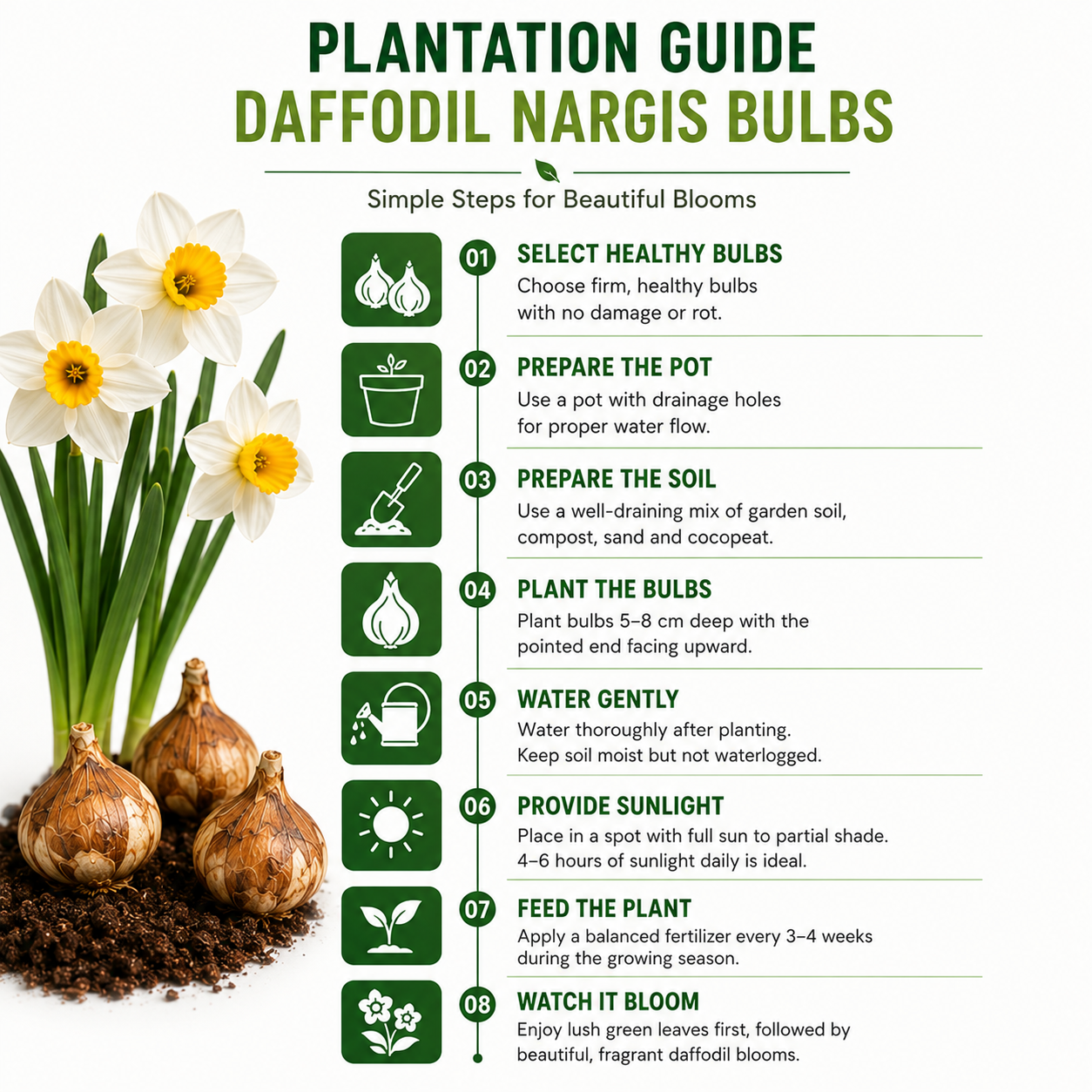 Daffodil Nargis Bulbs