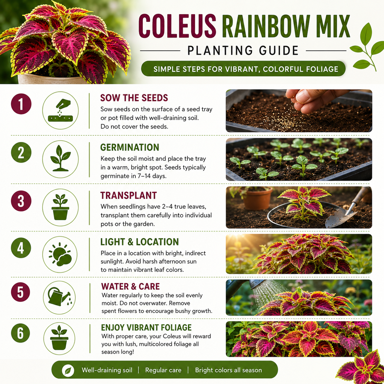 Coleus Rainbow Mixed Seeds