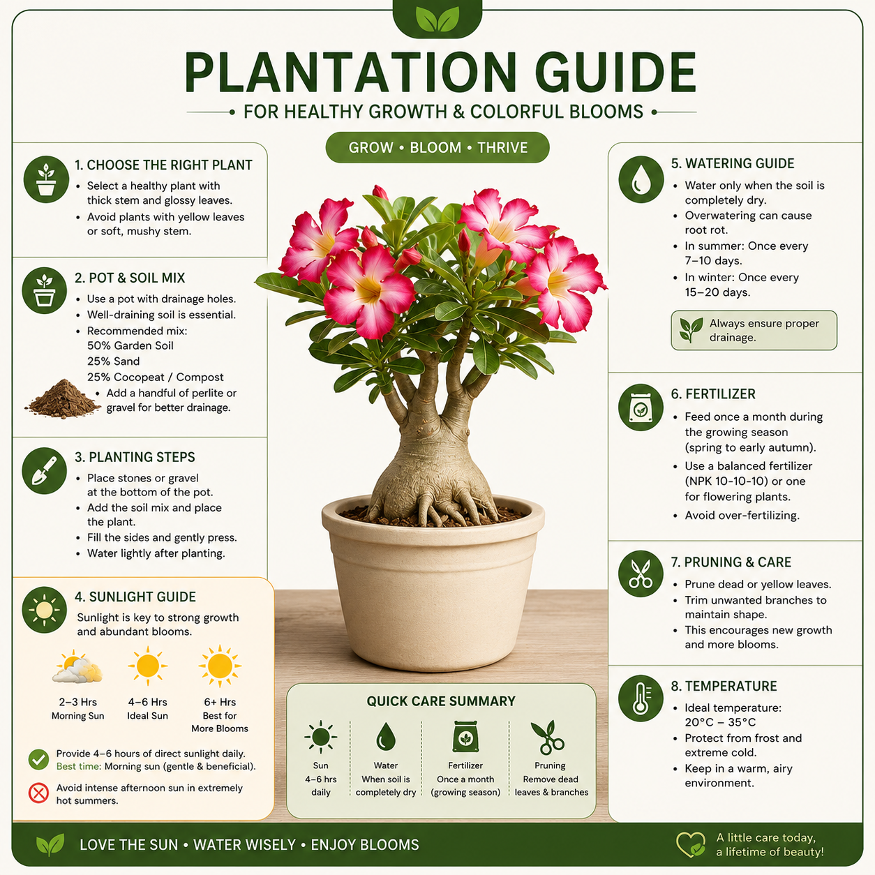 Adenium Live Plant