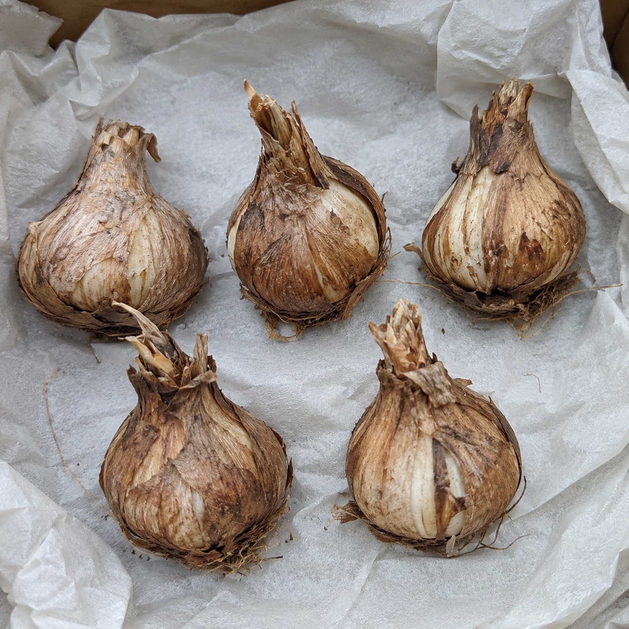 Double Petal Rajanigandha Bulbs