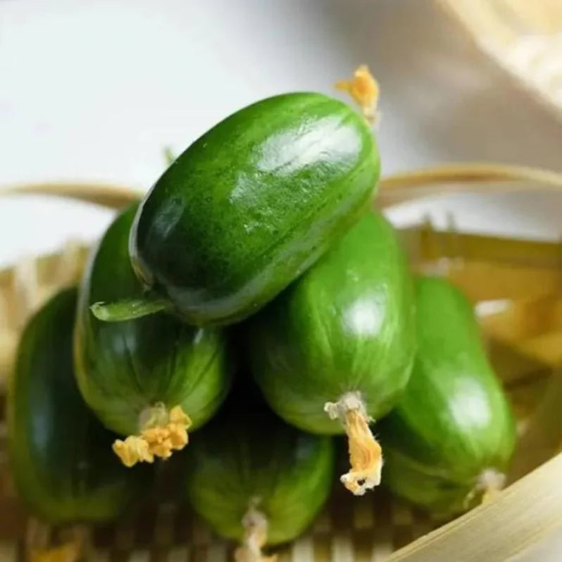 Golden Boy Lady Cucumber