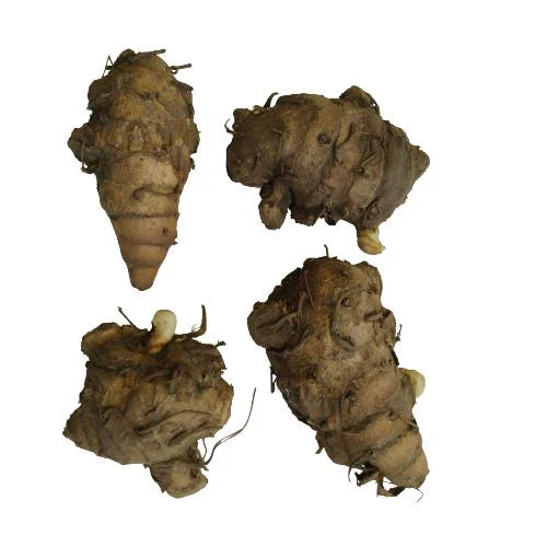Curcuma Lily Bulbs
