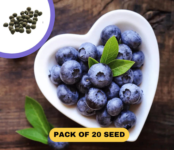 Giant Blueberry Fruit Seeds