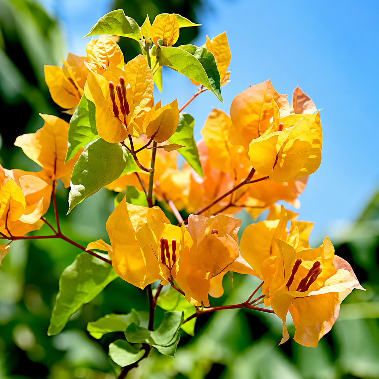 Flame Yellow Bougainvillea Plant