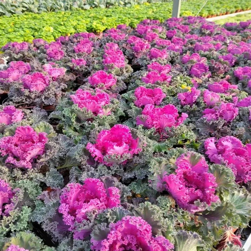 🥗Rare Purple Edible Kale Seeds