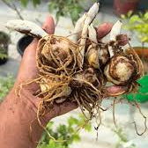 Imported Asiatic Lily Bulbs