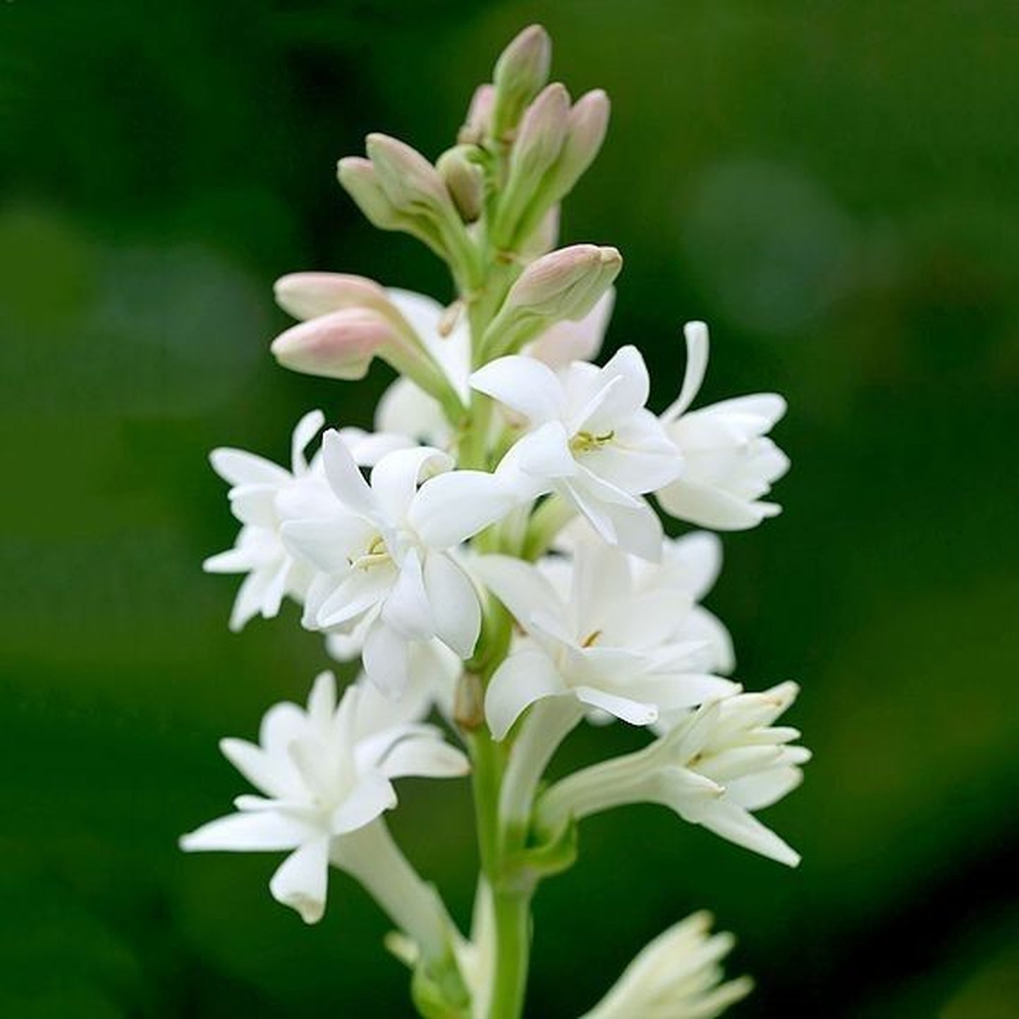 Rajanigandha Bulbs (Tuberose)