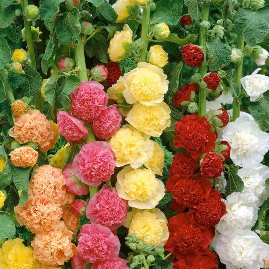 Italian Premium Flower Seeds + FREE Plant Growth Supplement