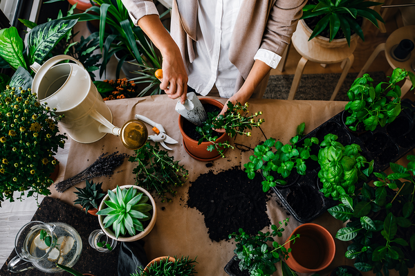 Beginner’s Guide to Starting a Home Garden