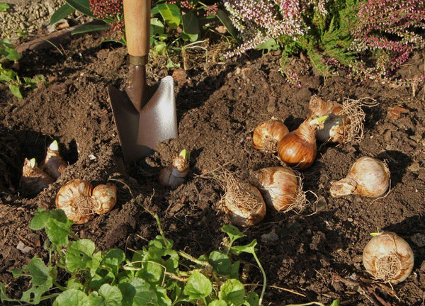 Bulb Plants Guide: Add Color to Your Garden