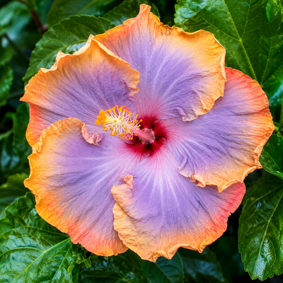 Hibiscus