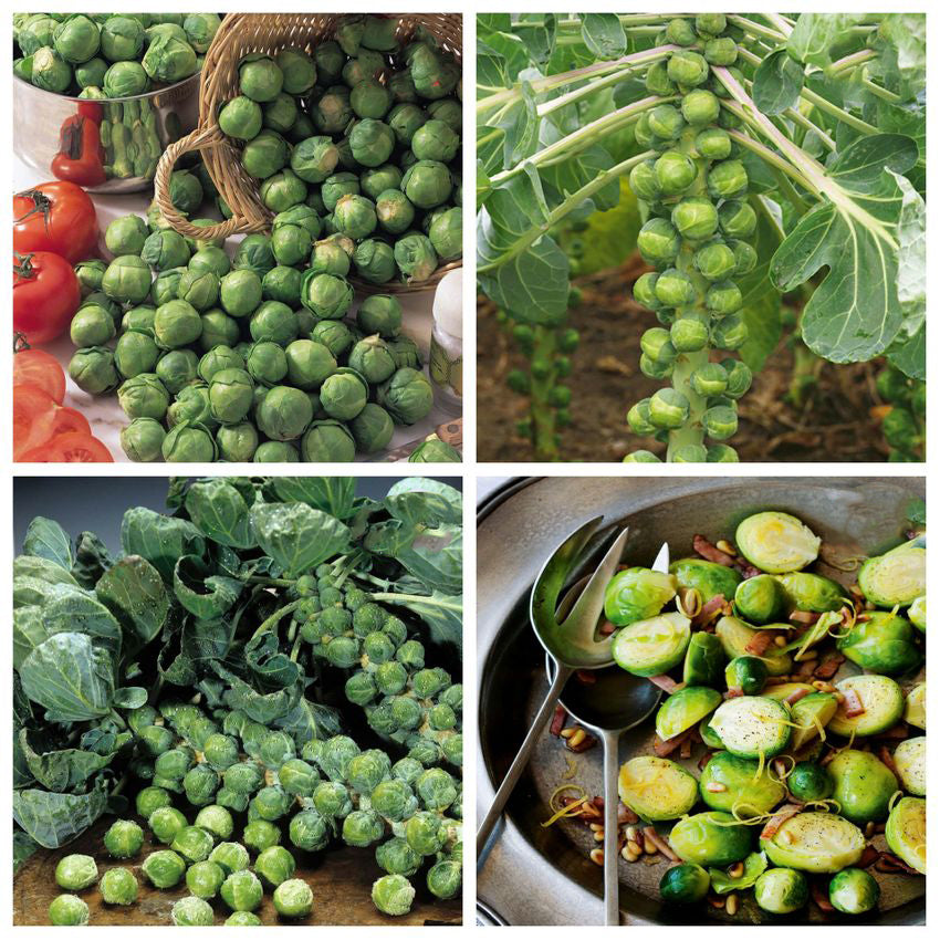 Imported Mini Cabbage Seeds