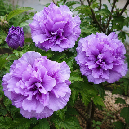 Taiwan Purple Double Petal Hibiscus Live Plant