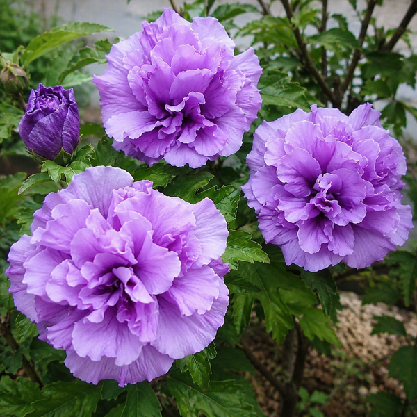 Taiwan Purple Double Petal Hibiscus Live Plant